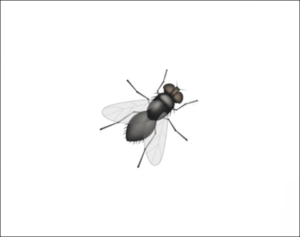 Fly Killer