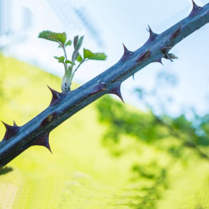 A356-TH-11 Thornproof Protection Gauntlet SUPPORT - Copy