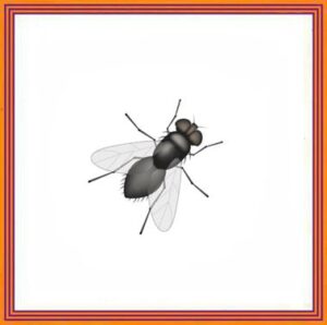 Fly Killer