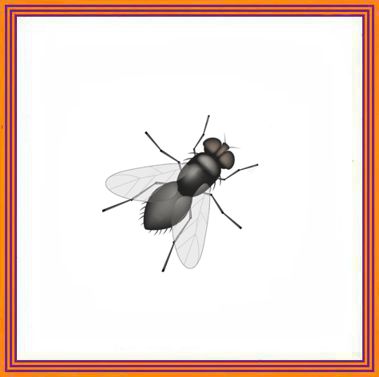 Fly Killer